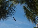 Frigate birds fly outside